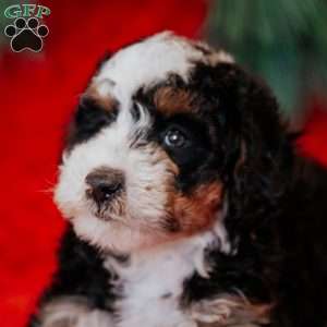 Berti, Mini Bernedoodle Puppy